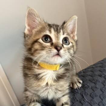 Oleander -  Domestic Short Hair Cat for Adoption in Franklin, Tennessee - Oleander | PetCurious