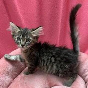 Viking -  Tabby Cat for Adoption in Green Valley, Arizona - Viking | PetCurious