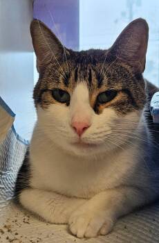 Domestic Short Hair Cats Available for Adoption - Sprocket | PetCurious