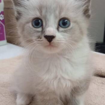 Paxton -  Domestic Short Hair and Siamese Cat for Adoption in Grand Rapids, Minnesota - Paxton | PetCurious