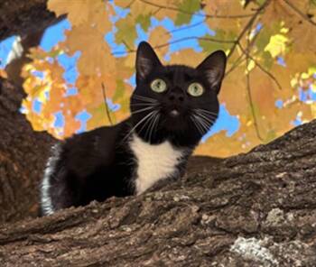 CHERRY -  Domestic Short Hair Cat for Adoption in Derwood, Maryland - CHERRY | PetCurious