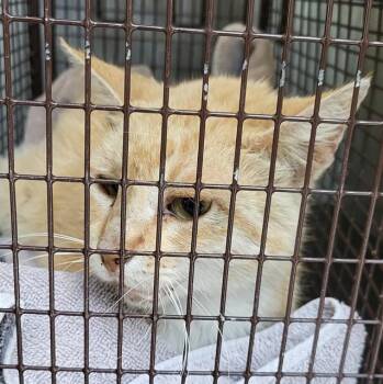 Domestic Short Hair Cats Available for Adoption in San Antonio, Texas - CATHY | PetCurious