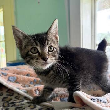 Kiwi -  Domestic Short Hair Cat for Adoption in West Point, Mississippi - Kiwi | PetCurious