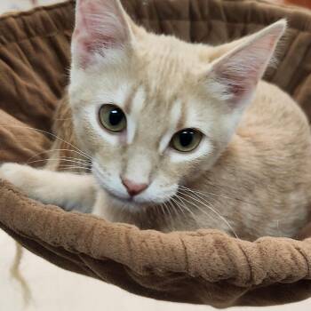 Copper -  Domestic Short Hair Cat for Adoption in San Antonio, Texas - Copper | PetCurious
