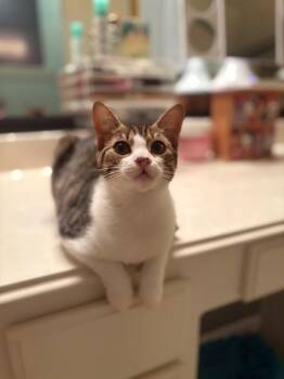 Dolly -  Domestic Short Hair Cat for Adoption in The Woodlands, Texas - Dolly | PetCurious