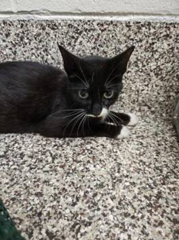 Deanna -  Domestic Short Hair Cat for Adoption in Westland, Michigan - Deanna | PetCurious