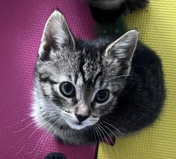 Domestic Short Hair Cats Available for Adoption in Novato, California - Kipper | PetCurious