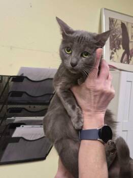 Domestic Short Hair Cats Available for Adoption in Meriden, Connecticut - Semee | PetCurious