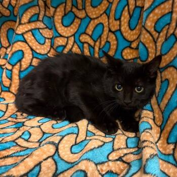 Eddie -  Domestic Short Hair Cat for Adoption in Newberg, Oregon - Eddie | PetCurious