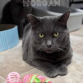 Morgan (Mom) -  Domestic Short Hair Cat for Adoption in Plainville, Massachusetts - Morgan (Mom) | PetCurious
