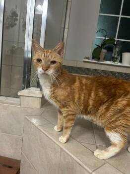 Dumpling -  Domestic Short Hair Cat for Adoption in Darien, Georgia - Dumpling | PetCurious