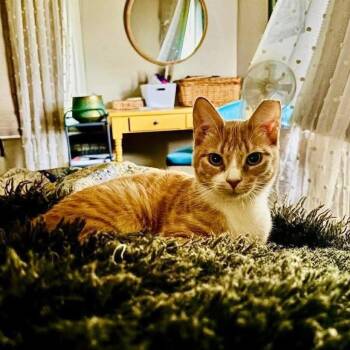 Domestic Short Hair Cats Available for Adoption - Orion | PetCurious