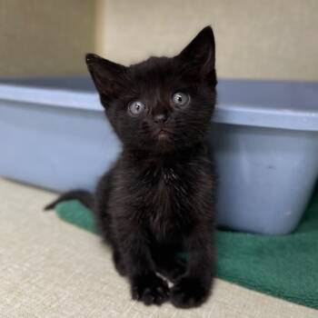 Domestic Short Hair Cats Available for Adoption in Los Angeles, California - Blueberry | PetCurious