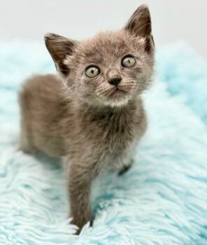 Striker -  Russian Blue Cat for Adoption in Covington, Louisiana - Striker | PetCurious