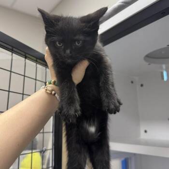 Birdie -  Domestic Short Hair Cat for Adoption in Jupiter, Florida - Birdie | PetCurious