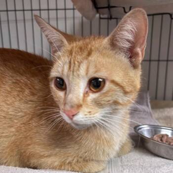 Tabby Cats Available for Adoption - Brazos | PetCurious
