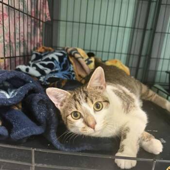 Domestic Short Hair Cats Available for Adoption in Dubois, Pennsylvania - Herbie | PetCurious
