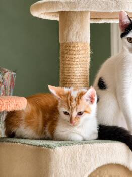 Punchlist -  Domestic Short Hair Cat for Adoption in Oswego, South Carolina - Punchlist | PetCurious