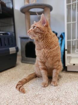 Rescue Domestic Short Hair Cats for Adoption in Waupun, Wisconsin - Bustter | PetCurious
