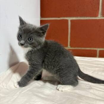 Elizabeth -  Domestic Short Hair Cat for Adoption in Cabot, Arkansas - Elizabeth | PetCurious
