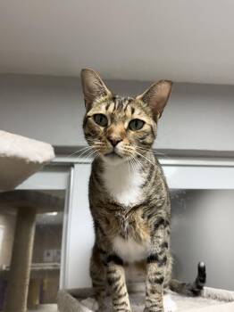 Domestic Short Hair Cats Available for Adoption in INDN HBR BCH, Florida - Banjo | PetCurious