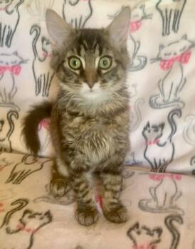 Kamaka -  Domestic Medium Hair Cat for Adoption in San Jose, California - Kamaka | PetCurious