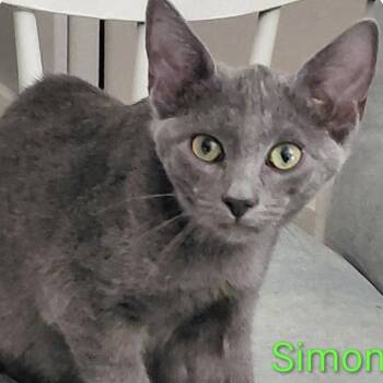 Simon -  Domestic Short Hair Cat for Adoption in Larkfield-wikiup, California - Simon | PetCurious