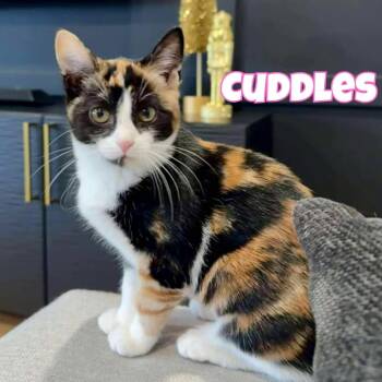 Rescue Domestic Short Hair Cats for Adoption in Riverview, Florida - Cuddles *Gorgeous Calico Kitten* | PetCurious