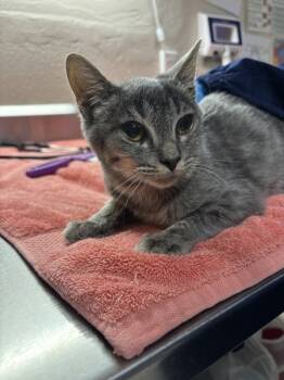 Rescue Domestic Short Hair Cats for Adoption in Sherwood, Oregon - Brooke | PetCurious