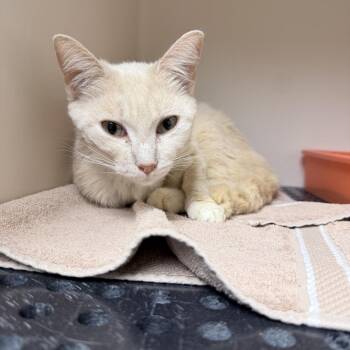 Domestic Short Hair Cats Available for Adoption in Auburn, Alabama - Blondie | PetCurious