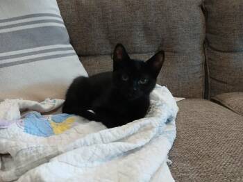 Echo -  Domestic Medium Hair Cat for Adoption in Kennewick, Washington - Echo | PetCurious