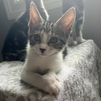 Hana -  Domestic Short Hair Cat for Adoption in Franklin, Tennessee - Hana | PetCurious