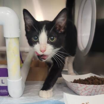 Domestic Short Hair Cats Available for Adoption - WAGS-Stray-20687 | PetCurious