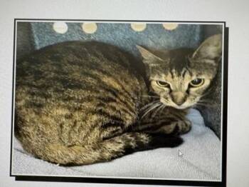 Basket Star -  Domestic Short Hair Cat for Adoption in Daytona Beach, Florida - Basket Star | PetCurious