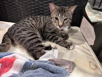 Domestic Short Hair Cats Available for Adoption - Busser | PetCurious