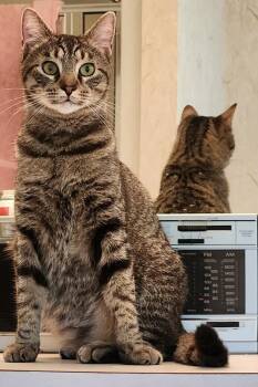 Eddie -  Tabby Cat for Adoption in Inez, Kentucky - Eddie | PetCurious