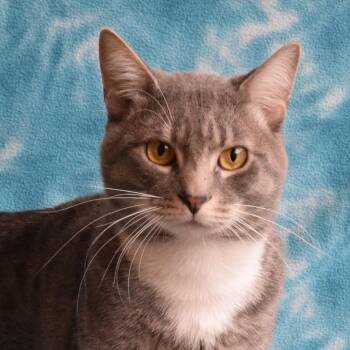 Loomie -  Domestic Short Hair Cat Available for Adoption in Eureka, California - Loomie | PetCurious