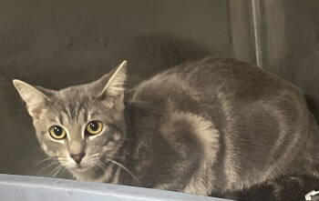 Rescue Domestic Short Hair Cats for Adoption in Oviedo, Florida - Cyrus | PetCurious