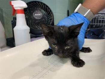 KIWI -  Domestic Short Hair Cat for Adoption in Grand Prairie, Texas - KIWI | PetCurious
