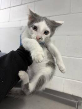 Yudo -  Domestic Short Hair Cat for Adoption in Morristown, Tennessee - Yudo | PetCurious