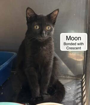 Moon bonded with Crescent -  Domestic Short Hair Cat for Adoption in Ellicott City, Maryland - Moon Bonded With Crescent | PetCurious