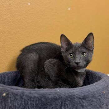 Grouper 54038 -  Domestic Short Hair Cat for Adoption in Las Vegas, Nevada - Grouper 54038 | PetCurious