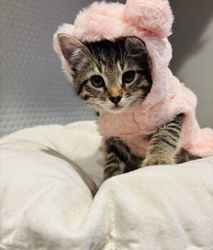 Rescue Domestic Short Hair Cats for Adoption in Fairview Beach, Virginia - Pickles | PetCurious