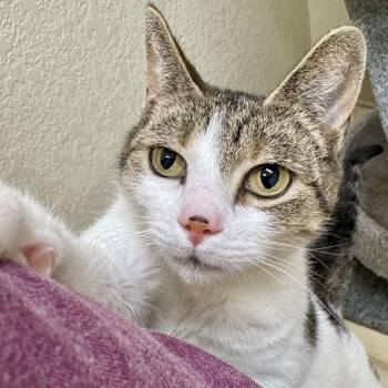 Domestic Short Hair and Tabby Cats Available for Adoption - Charlotte | PetCurious