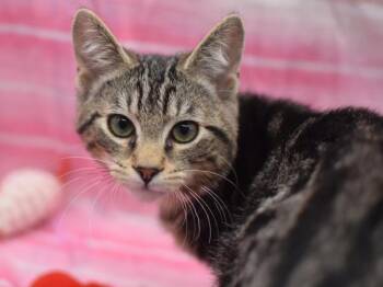 Domestic Short Hair Cats Available for Adoption - Miles | PetCurious