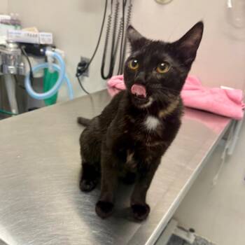 Chia -  Domestic Short Hair Cat for Adoption in Great Falls, Montana - Chia | PetCurious