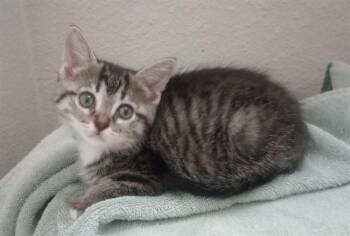 FLUFF -  Domestic Short Hair Cat for Adoption in Colorado Springs, Colorado - FLUFF | PetCurious