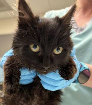 Domestic Short Hair Cats Available for Adoption - Frankie (finder) | PetCurious