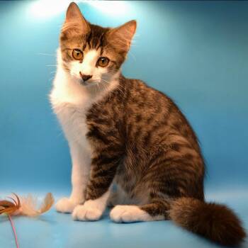 Jimmy II -  Domestic Medium Hair Cat for Adoption in Houston, Texas - Jimmy II | PetCurious