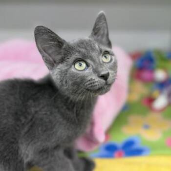 Frazier -  Domestic Short Hair Cat for Adoption in Atlanta, Georgia - Frazier | PetCurious
